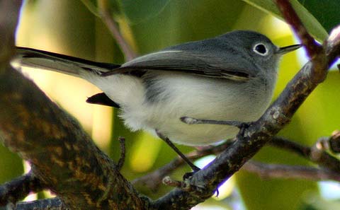   (Polioptila caerulea)