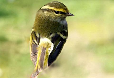   (Phylloscopus proregulus)