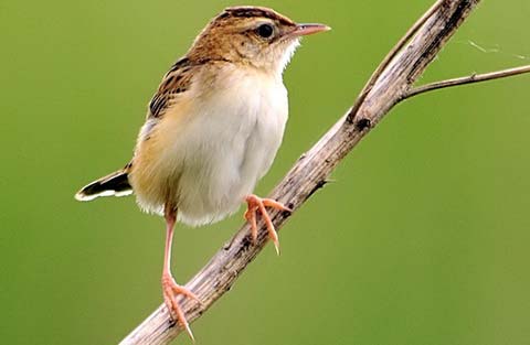  (Cisticola juncidis)