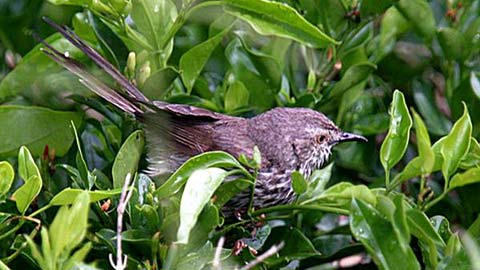   (Prinia maculosa)