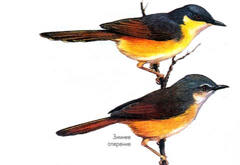   (Prinia socialis)