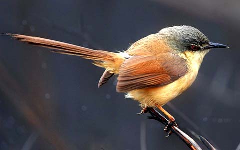   (Prinia socialis)