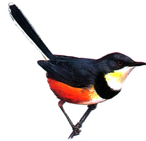   (Apalis pulchra)