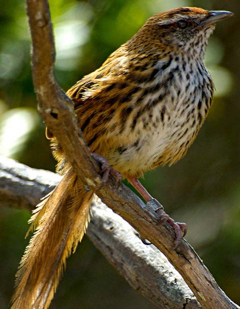 Новозеландская камышевка или Боудлерия (Megalurus punctatus)