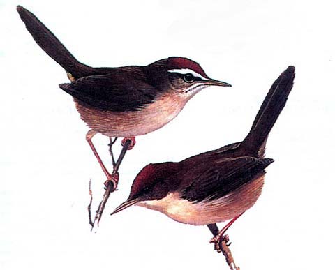   (Cettia ruficapilla)