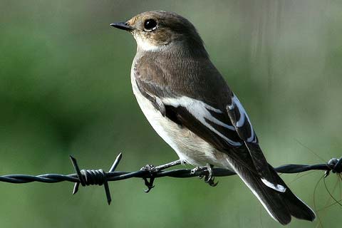 - (Ficedula hypoleuca)