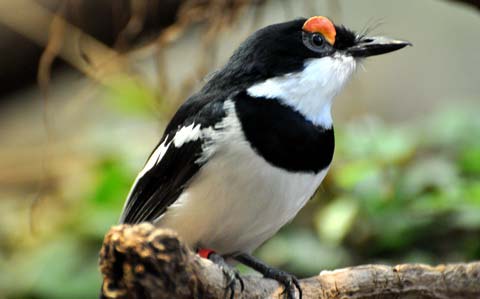    (Platysteira cyanea)