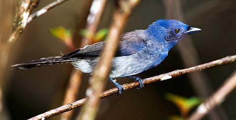   (Hypothymis azurea)