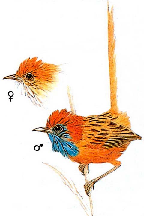 Красноголовый малюр (Stipiturus ruficens)