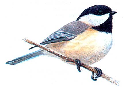   (Parus atricapillus)