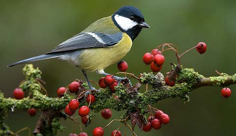   (Parus major)