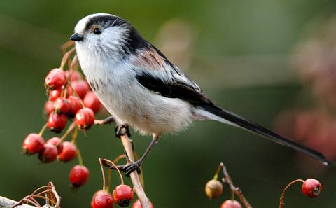     (Aegithalos caudatus)