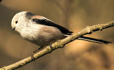     (Aegithalos caudatus)