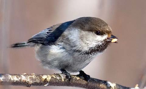   (Parus cinctus)