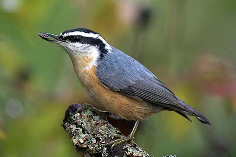   (Sitta canadensis)