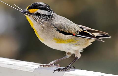 Полосатая радужная птица (Pardalotus striatus)