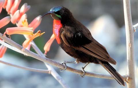   (Nectarinia senegalensis)