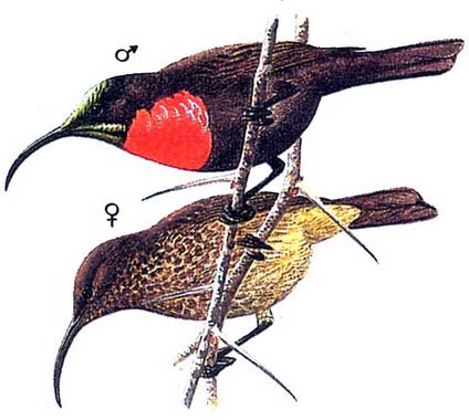 Яркокрасногрудая нектарница (Nectarinia senegalensis)