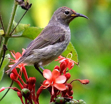   (Myzomela cardinalis)