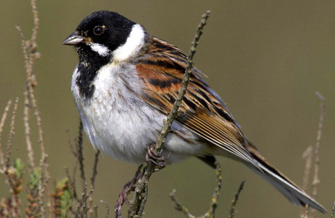   (Emberiza schoeniclus)