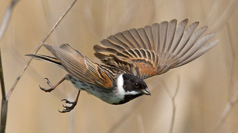   (Emberiza schoeniclus)