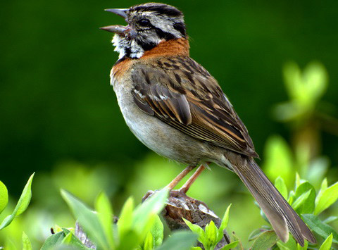   (Zonotrichia capensis)