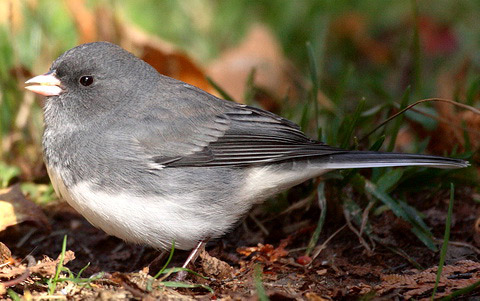   (Junco hyemalis)