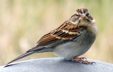    (Spizella passerina)