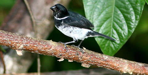    (Sporophila americana)