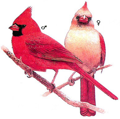 Красный кардинал (Cardinalis cardinalis)