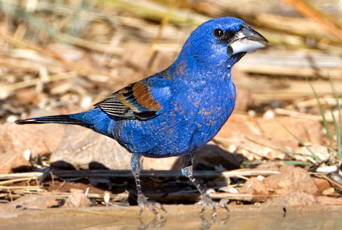      (Guiraca caerulea)