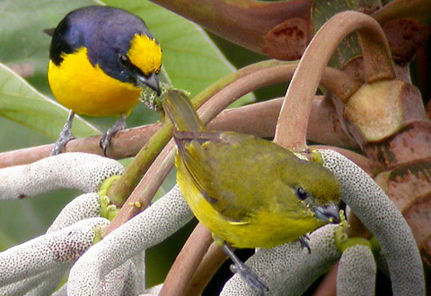   (Euphonia laniirostris)