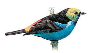   (Tangara chilensis)