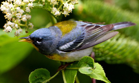   (Parula Americana)