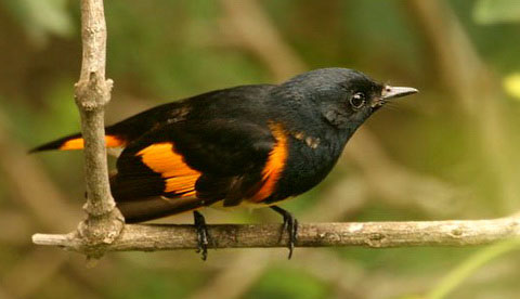   (Setophaga ruticilla)