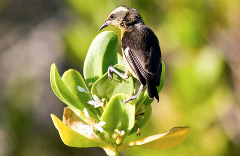   (Coereba flaveola)