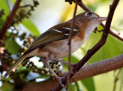   (Vireo bairdi)