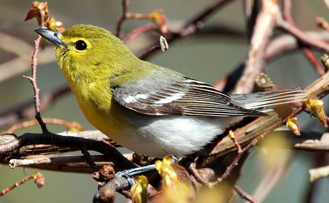   (Vireo flavifrons)