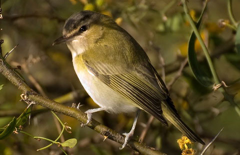   (Vireo olivaceus)