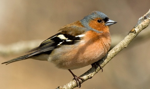   (Fringilla coelebs)