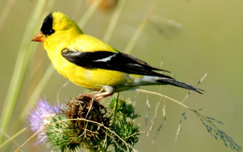   (Carduelis tristis)