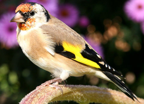  (Carduelis carduelis)