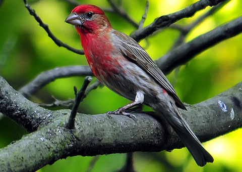   (Carpodacus mexicanus)