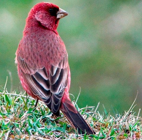   (Carpodacus rubicilla)