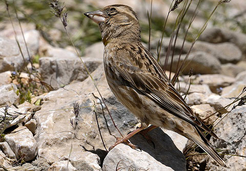   (Petronia petronia)