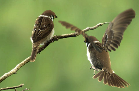   (Passer montanus)