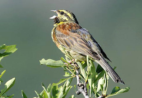   (Emberiza cirlus)