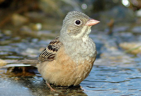     (Emberiza hortulana)