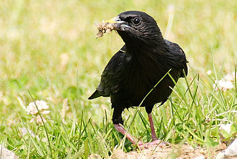   (Sturnus unicolor)