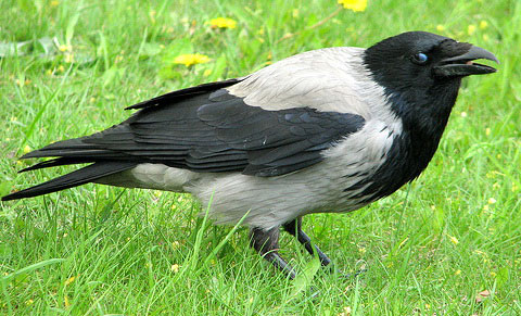 Серая ворона (Corvus corone cornix)